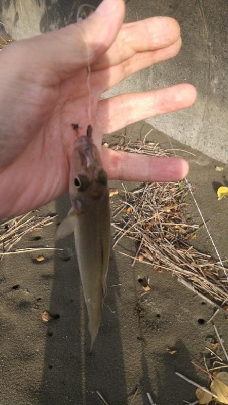 チャリコ湧いてる