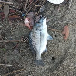 ミニチュアキス