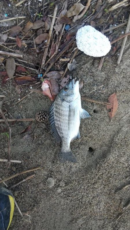 ミニチュアキス