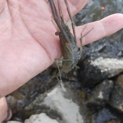 エビも終盤戦？