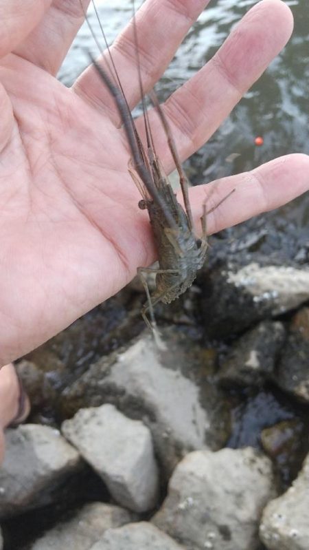 エビも終盤戦？