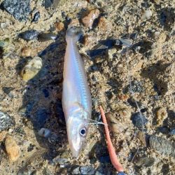 ライトゲームでキス釣り👍