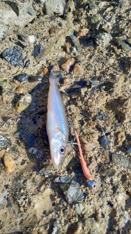 ライトゲームでキス釣り👍