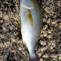 久しぶりの投稿