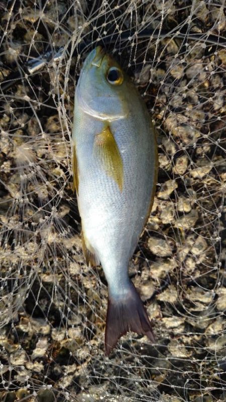 久しぶりの投稿