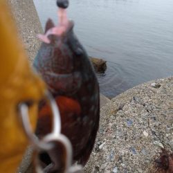 ベラ、チビハタ