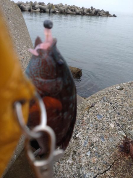 ベラ、チビハタ