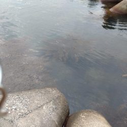 キジハタしか釣れない