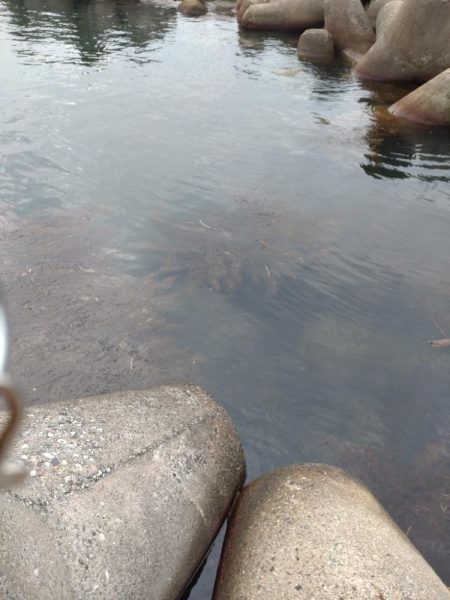 キジハタしか釣れない