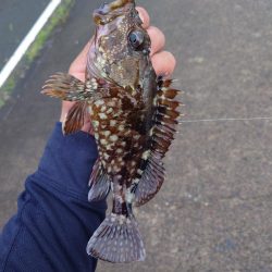 仕事帰りのロックフィッシュ