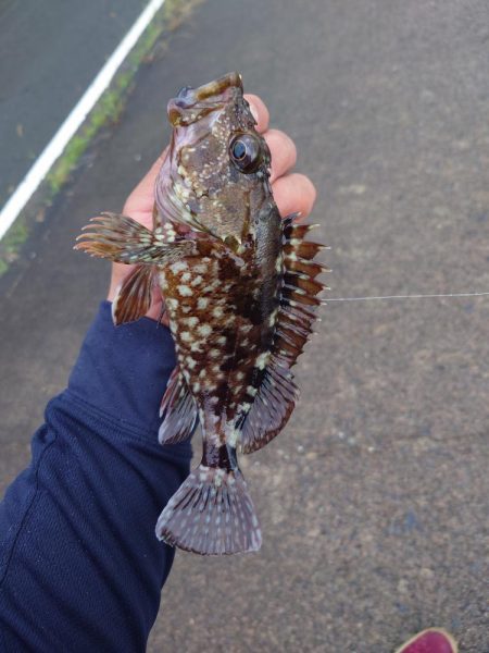 仕事帰りのロックフィッシュ