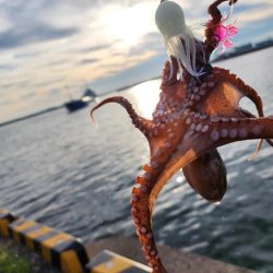 タコ🐙