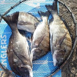 おかっぱり波止から紀州釣り🥵