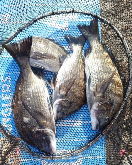 おかっぱり波止から紀州釣り🥵…