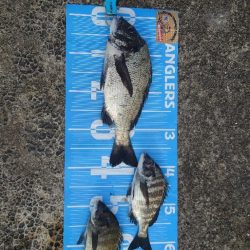 おかっぱり波止から紀州釣り🥵