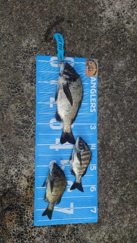 おかっぱり波止から紀州釣り🥵…