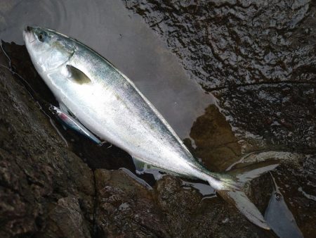 荒れ後の越前海岸