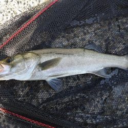 久々のシーバス