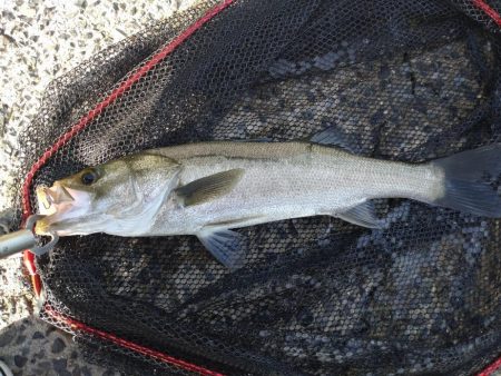 久々のシーバス