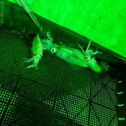 イカメタル（2回目）！！