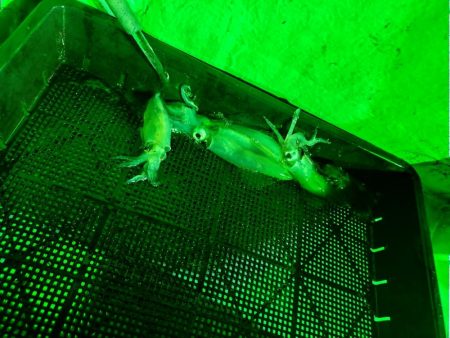 イカメタル（2回目）！！