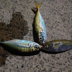 久しぶりのアジ釣れました?