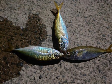 久しぶりのアジ釣れました?