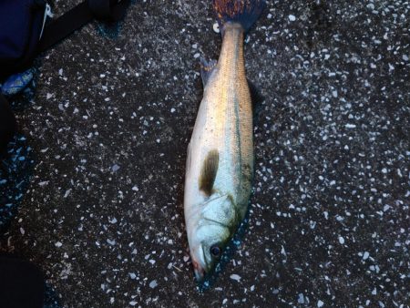 おかえり！シーバスさん！