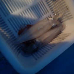 ヤクルトばかり