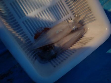 ヤクルトばかり