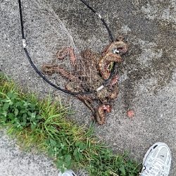 二キロアップのエイリアン