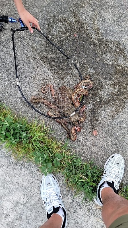 二キロアップのエイリアン