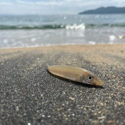 久しぶりに内之浦でキス釣りしてきました