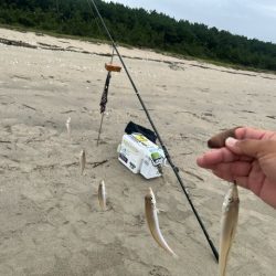 雨上がりのサーフでキス釣りしてきました
