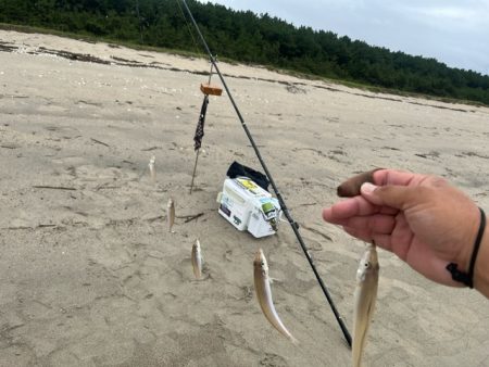 雨上がりのサーフでキス釣りしてきました