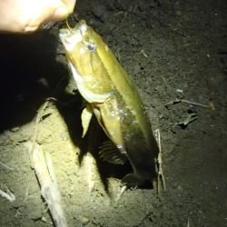 ウナギ釣りのはずが・・・