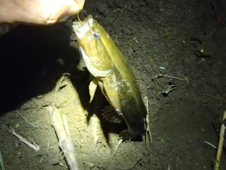 ウナギ釣りのはずが・・・