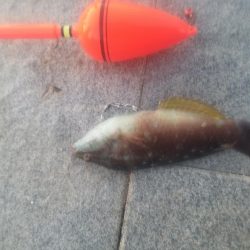 オキアミでベラ