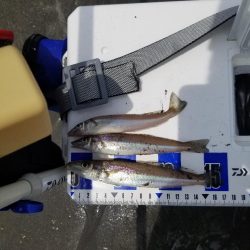 久し振りの投稿