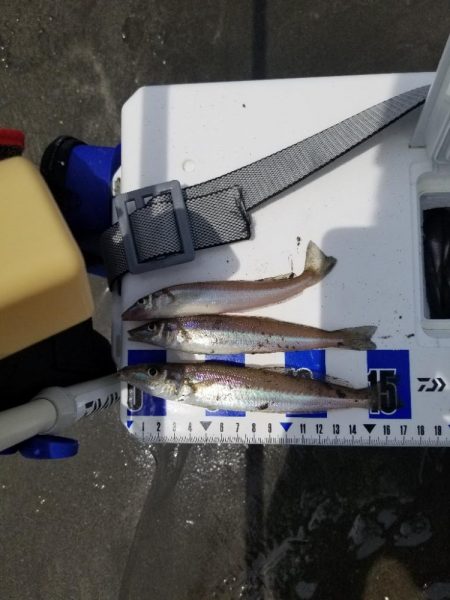 久し振りの投稿