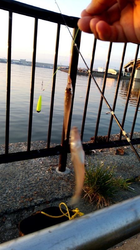 アタリが楽しいキス釣り