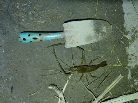 天神祭りの花火に合わせて釣行