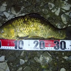 マブナ 泣きの40