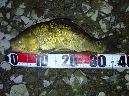 マブナ 泣きの40