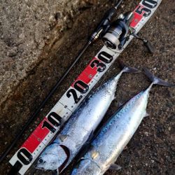 そうだ！ソウダを釣りに行こう！