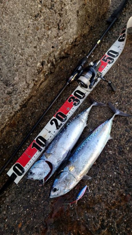 そうだ！ソウダを釣りに行こう！