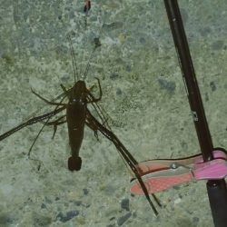 手長エビ釣り 今年ラスト？