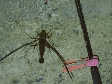 手長エビ釣り 今年ラスト？