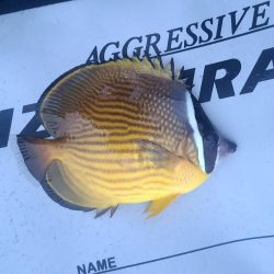 和歌山伊古木の地磯で夜釣り