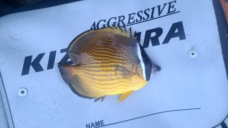 和歌山伊古木の地磯で夜釣り